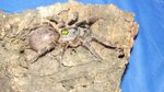 The Mythical Horned Unicorn Tarantula (Horned Baboon T) - Yo